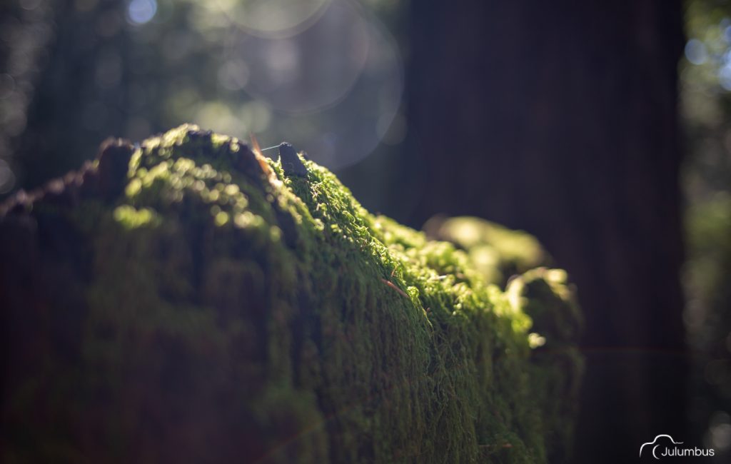 Walking through a Redwood Forest