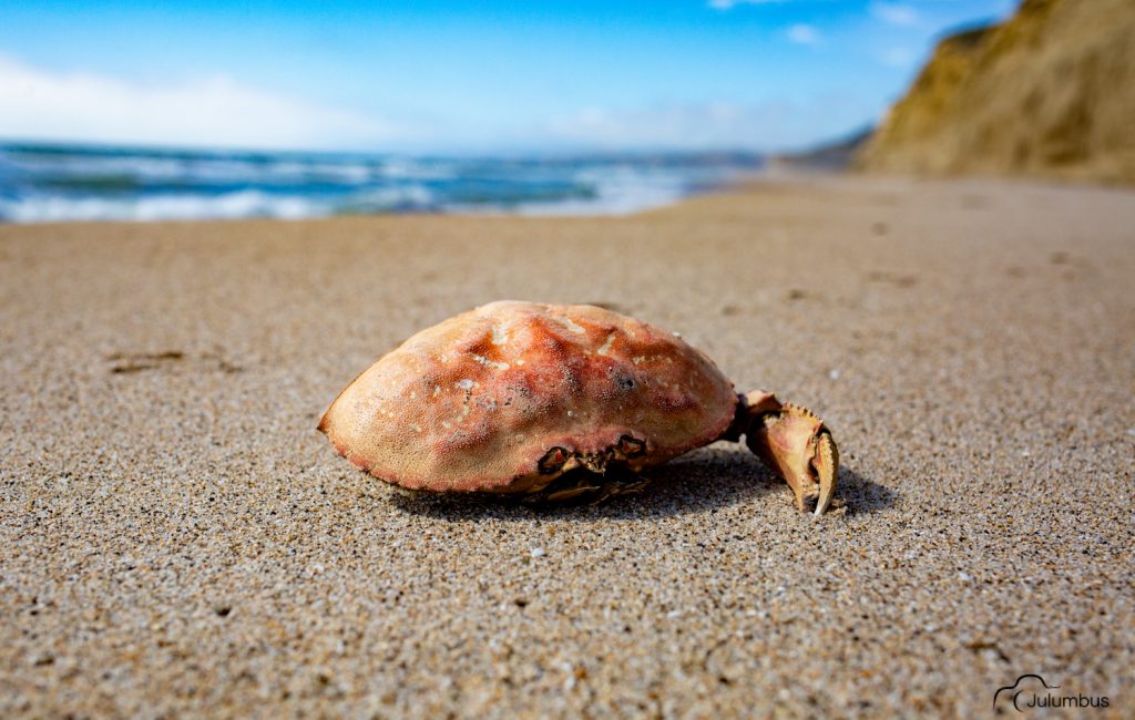 Crab Stranded in Half-moon Bay