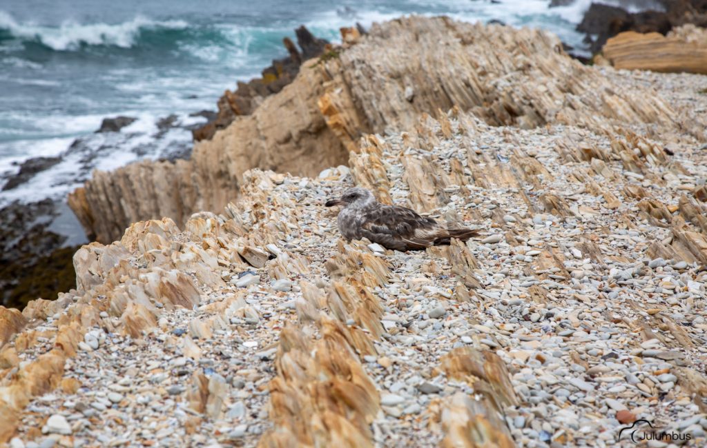 Grey Seagull Resting In Point Lobos